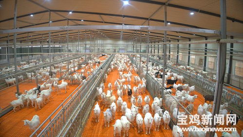 宝鸡千阳 从新西兰引进的奶山羊已经产羔1600只